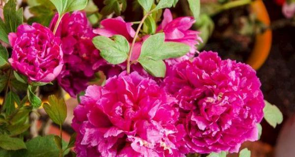 牡丹花嫁接的最佳时机是什么时候？如何提高成活率？