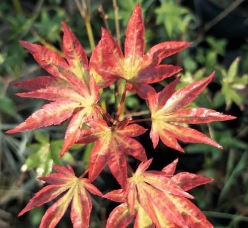 枫树会结果实吗？枫果的生长周期和特点是什么？