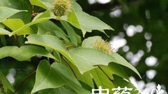 枫树会结果实吗？枫果的生长周期和特点是什么？