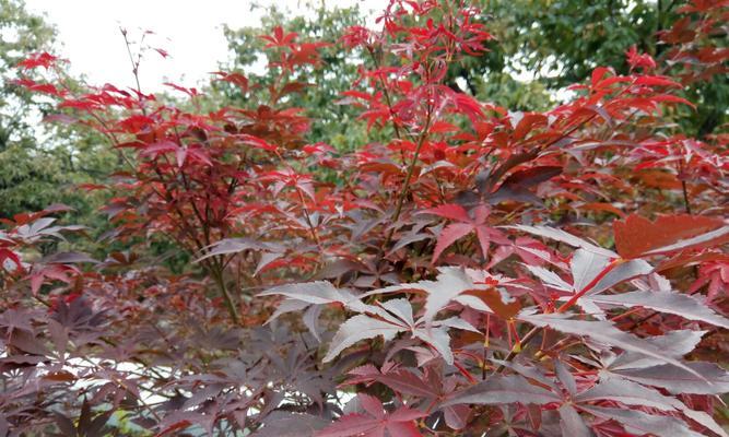 枫树会结果实吗？枫果的生长周期和特点是什么？