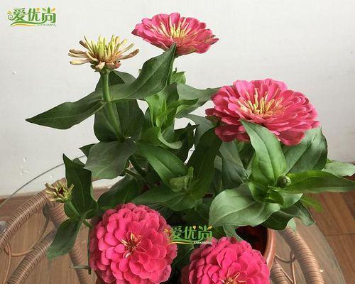 百日红如何繁殖？掌握正确的繁殖步骤和技巧是什么？