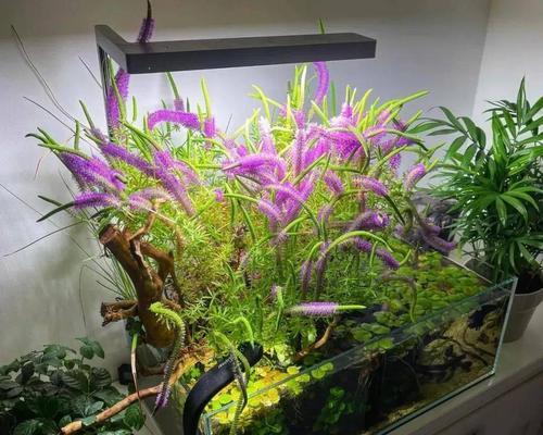 鱼缸里的水能用来浇花吗？使用后需要注意什么？