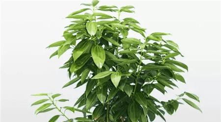 平安树散发香味吗？如何辨别平安树的香味特征？