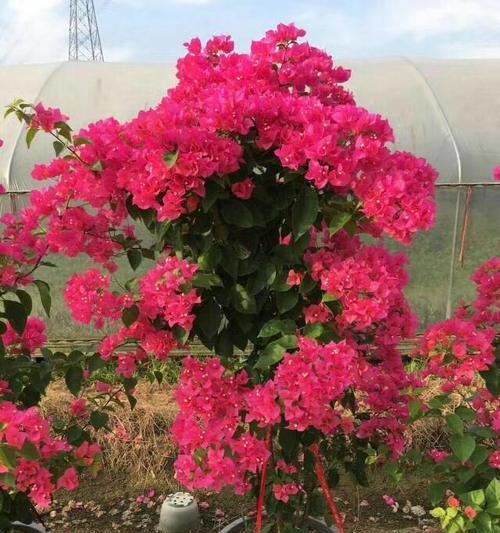 红粉佳人三角梅勤花吗？如何确保其持续开花？