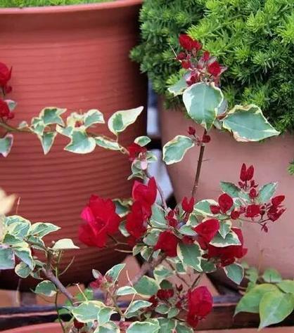 红粉佳人三角梅勤花吗？如何确保其持续开花？