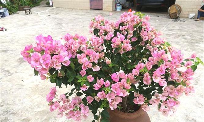 红粉佳人三角梅勤花吗？如何确保其持续开花？