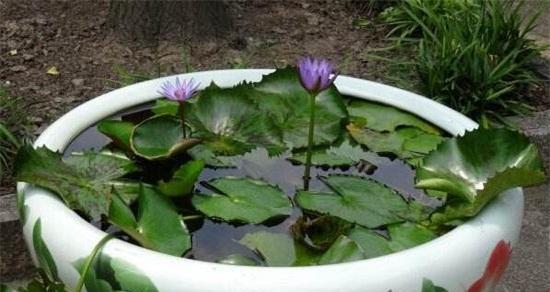 睡莲种植时间是什么时候？具体种植步骤有哪些？