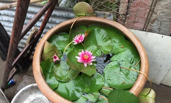 睡莲种植时间是什么时候？具体种植步骤有哪些？