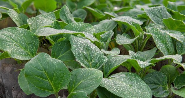 茄子什么季节吃最好？如何挑选新鲜茄子？