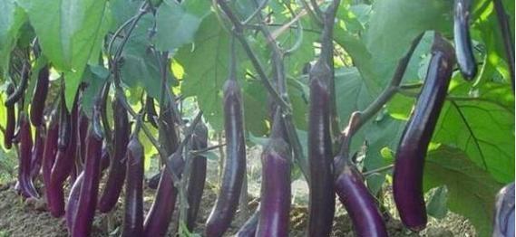茄子什么季节吃最好？如何挑选新鲜茄子？