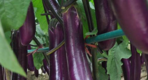 茄子什么季节吃最好？如何挑选新鲜茄子？