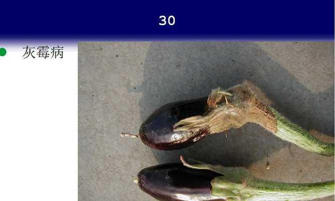 茄子病虫害防治技术与方法措施是什么？如何有效预防茄子病虫害？