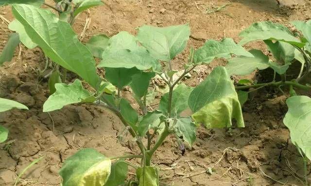 茄子病虫害防治技术与方法措施是什么？如何有效预防茄子病虫害？