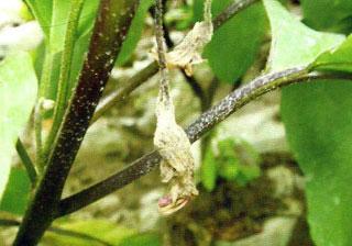 茄子病虫害防治技术与方法措施是什么？如何有效预防茄子病虫害？