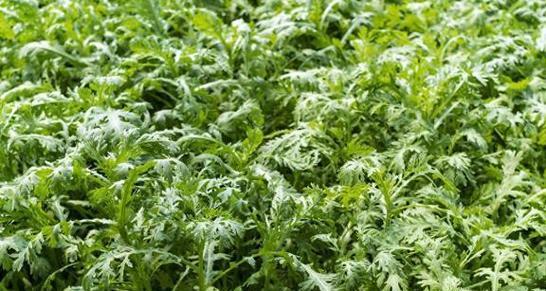 菊花菜播种的最佳时间是什么时候？播种后应注意哪些问题？
