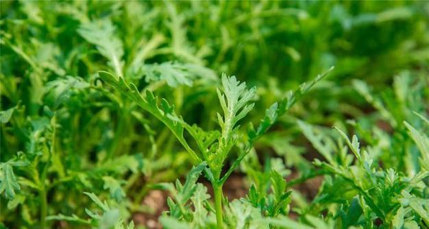 菊花菜播种的最佳时间是什么时候？播种后应注意哪些问题？