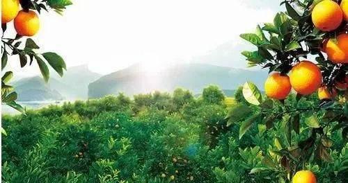 橙子的生长周期是多长时间？如何优化橙子的生长环境？