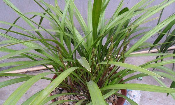 兰花草是什么植物？它的特点和养殖方法有哪些？