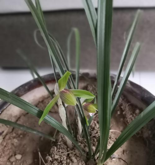 兰花草是什么植物？它的特点和养殖方法有哪些？