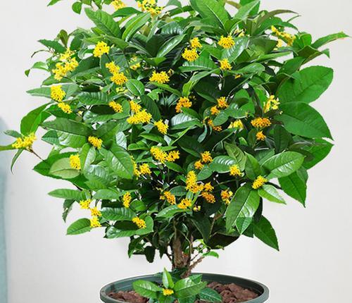 办公室摆放桂花有哪些好处？需要注意什么？
