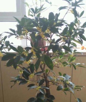 办公室摆放桂花有哪些好处？需要注意什么？