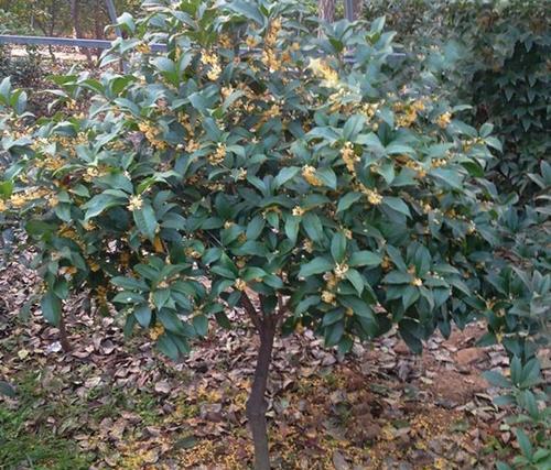 桂花在北方室外能安全过冬吗？如何帮助桂花抵御寒冷？