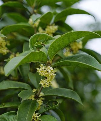 桂花在北方室外能安全过冬吗？如何帮助桂花抵御寒冷？