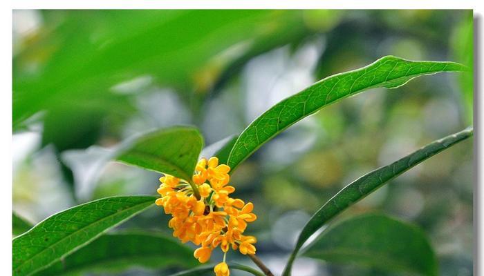 桂花在北方室外能安全过冬吗？如何帮助桂花抵御寒冷？