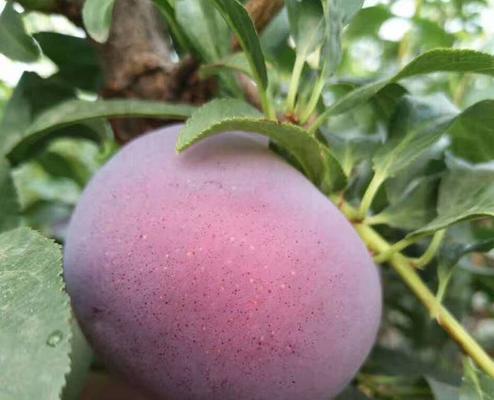 黑布林成熟上市时间是什么时候？如何判断最佳采摘期？