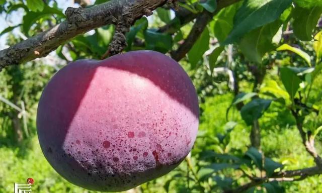 黑布林成熟上市时间是什么时候？如何判断最佳采摘期？