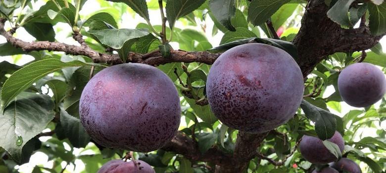 黑布林成熟上市时间是什么时候？如何判断最佳采摘期？