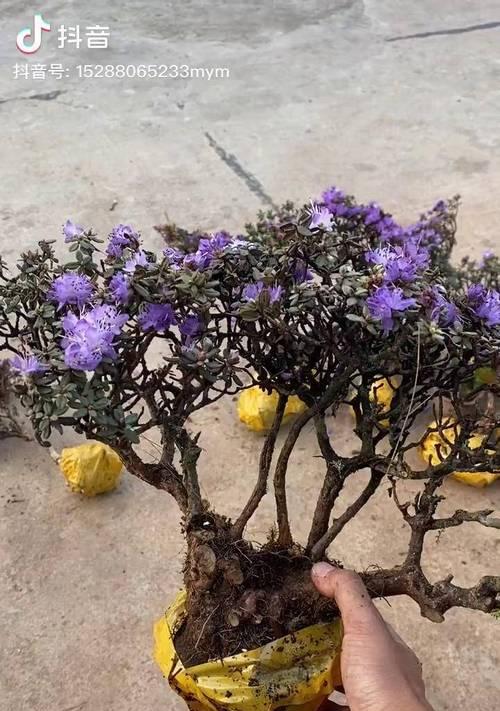 叶酸片用于浇花的效果如何？常见问题解答？