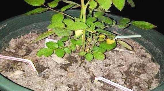 叶酸片用于浇花的效果如何？常见问题解答？