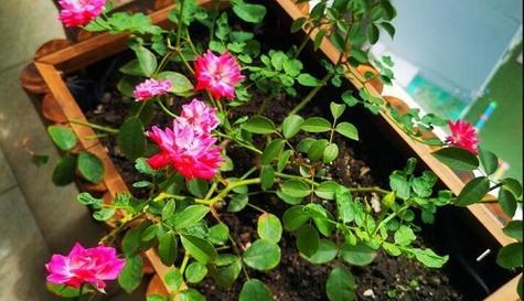 叶酸片用于浇花的效果如何？常见问题解答？