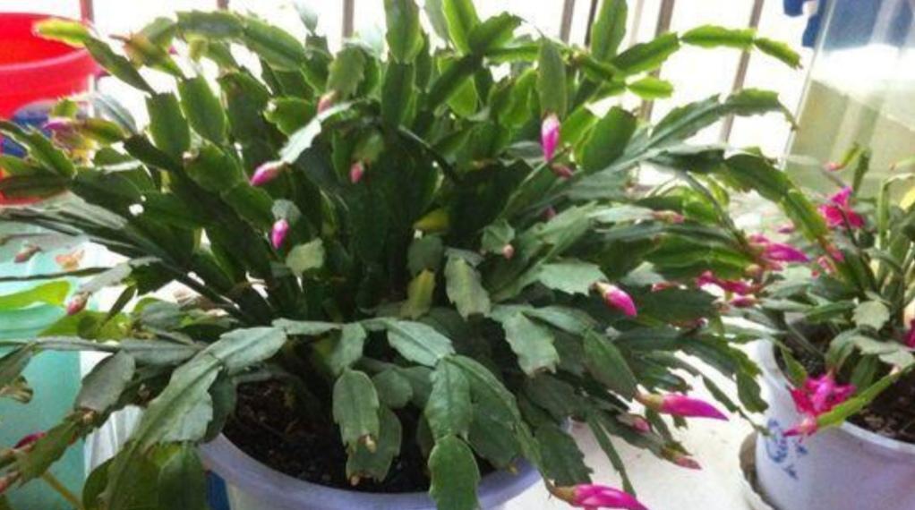 蟹脚兰的花期是什么时候？如何延长蟹脚兰的开花时间？