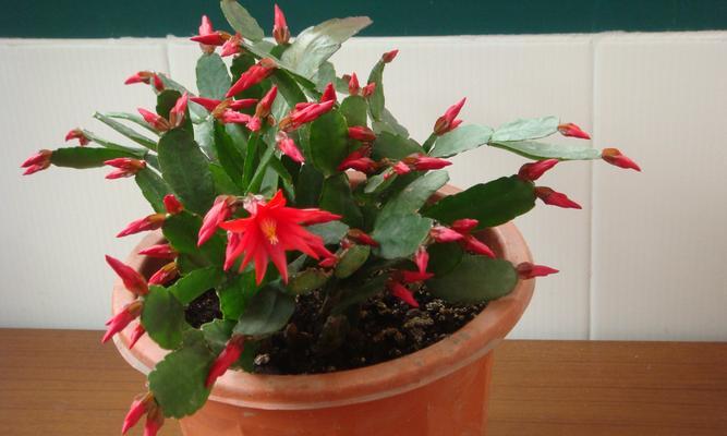 蟹脚兰的花期是什么时候？如何延长蟹脚兰的开花时间？