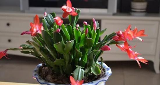 蟹脚兰的花期是什么时候？如何延长蟹脚兰的开花时间？