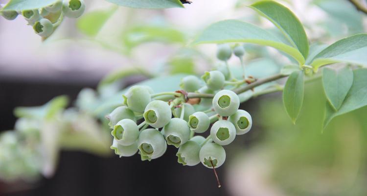 蓝莓树几月份开花结果？如何确保高产？