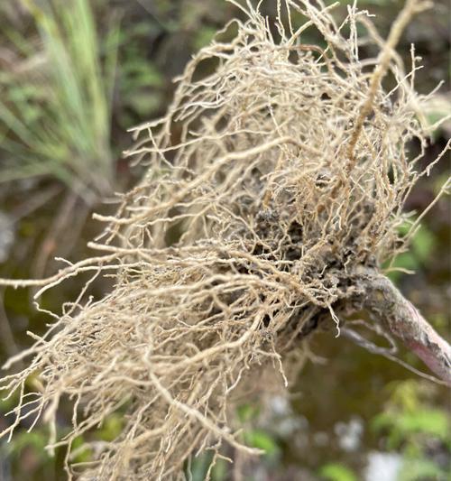 胡萝卜属于哪种根系植物？它的根系特点是什么？