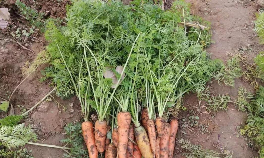 胡萝卜属于哪种根系植物？它的根系特点是什么？