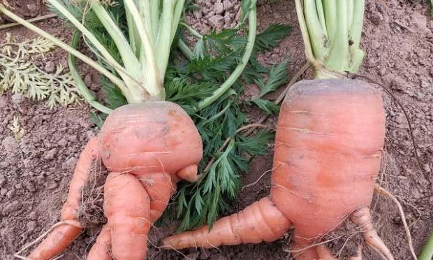 胡萝卜属于哪种根系植物？它的根系特点是什么？