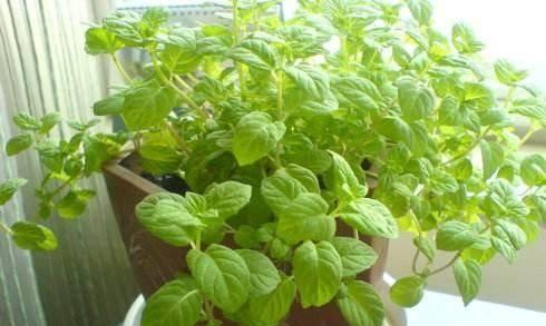 薄荷用什么土养好？如何选择合适的土壤以促进薄荷生长？