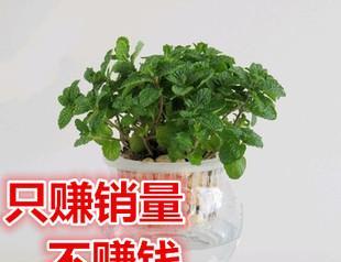 薄荷用什么土养好？如何选择合适的土壤以促进薄荷生长？