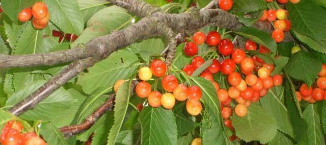 樱桃什么时候种植最好？生长周期有哪些阶段？
