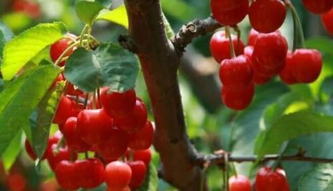 樱桃什么时候种植最好？生长周期有哪些阶段？