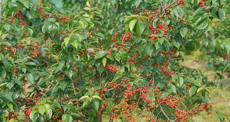 樱桃什么时候种植最好？生长周期有哪些阶段？