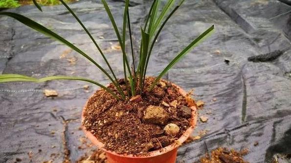 春兰换盆的最佳时机是什么时候？换盆后需要注意什么？