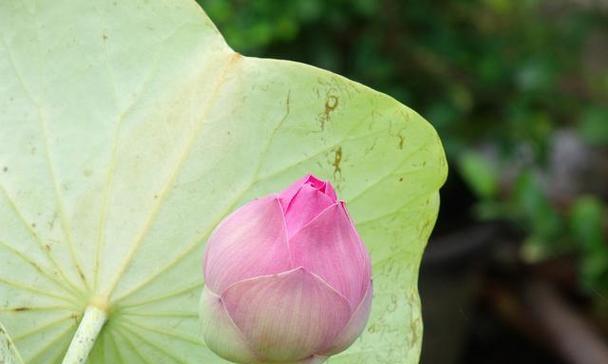 荷花只长叶子不开花怎么办？常见原因及解决方法是什么？