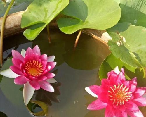 荷花只长叶子不开花怎么办？常见原因及解决方法是什么？