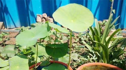 荷花只长叶子不开花怎么办？常见原因及解决方法是什么？